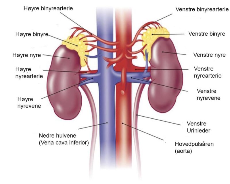 Hyperaldosteronisme - Vanlige symptomer og behandling Medisin.no