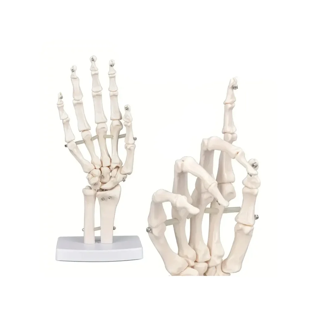 Hånd - anatomisk modell