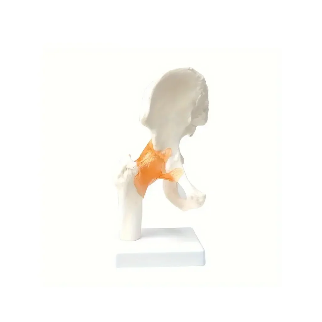 Hofte - Anatomisk modell